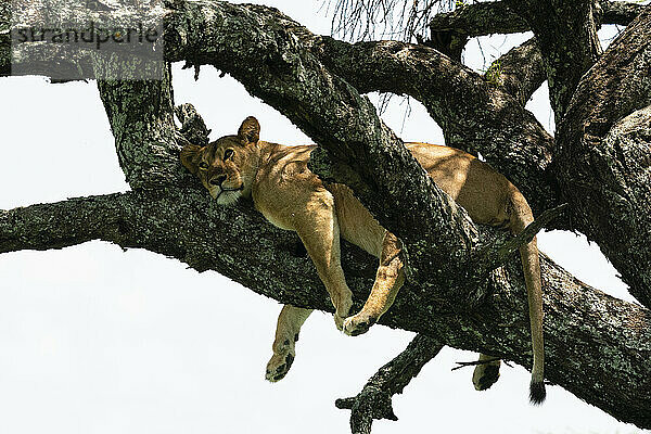 Löwe (Panthera leo) auf einem Baum  Ndutu Conservation Area  Serengeti  Tansania  Ostafrika  Afrika