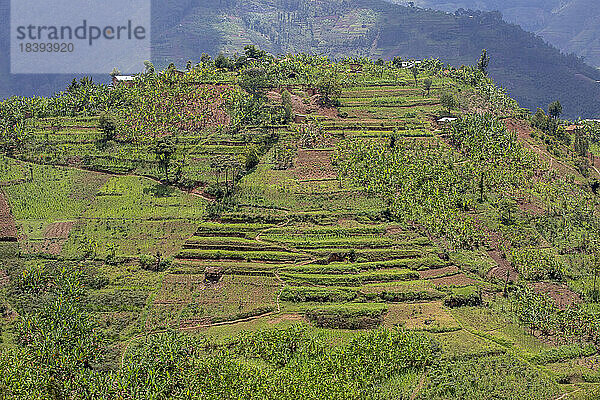 Terrassenlandschaft im Norden Ruandas  Ruanda  Afrika