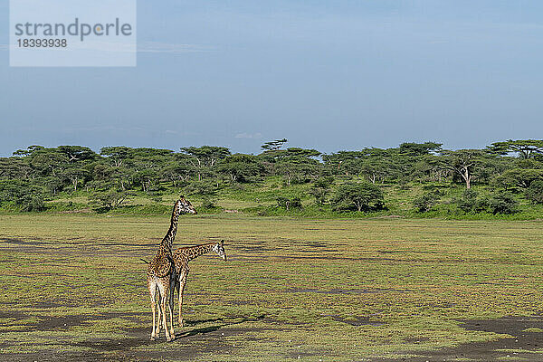 Zwei Massai-Giraffen (Giraffa camelopardalis tippelskirchi)  Ndutu Conservation Area  Serengeti  Tansania  Ostafrika  Afrika