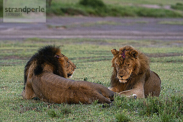 Zwei erwachsene männliche Löwen (Panthera leo)  einer davon nach einem Revierkampf am Kopf verwundet  Serengeti  Tansania  Ostafrika  Afrika