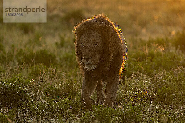 Löwe (Panthera leo)  Ndutu-Schutzgebiet  Serengeti  Tansania  Ostafrika  Afrika