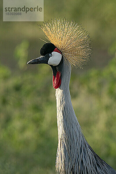 Grauer Kronenkranich (Balearica regulorum)  Lake Manyara National Park  Tansania  Ostafrika  Afrika