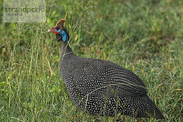 Helmperlhuhn (Numida meleagris)  Ndutu-Schutzgebiet  Serengeti  Tansania  Ostafrika  Afrika