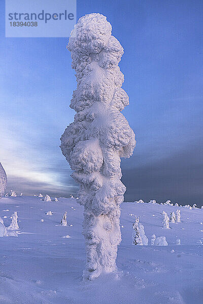 Winterdämmerung über einem einsamen  gefrorenen  in Schnee gehüllten Baum  Riisitunturi-Nationalpark  Posio  Lappland  Finnland  Europa