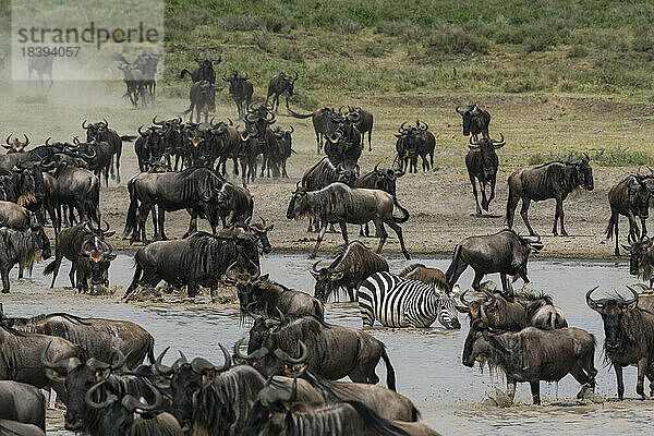 Streifengnu (Connochaetes taurinus) und Zebra (Equus quagga) beim Trinken an einem Wasserloch  Serengeti  Tansania  Ostafrika  Afrika