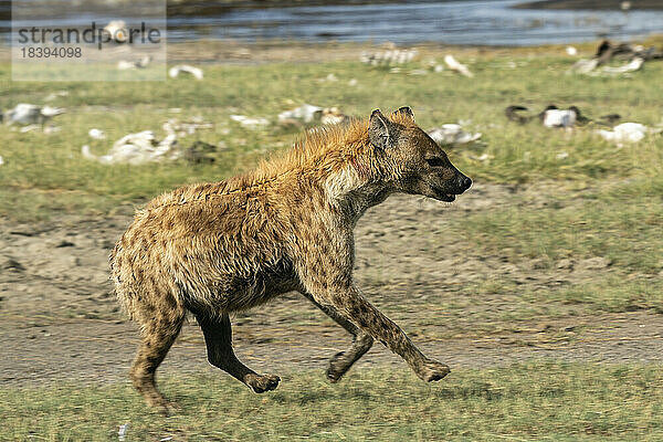 Hyäne (Crocuta crocuta)  Ndutu-Schutzgebiet  Serengeti  Tansania  Ostafrika  Afrika