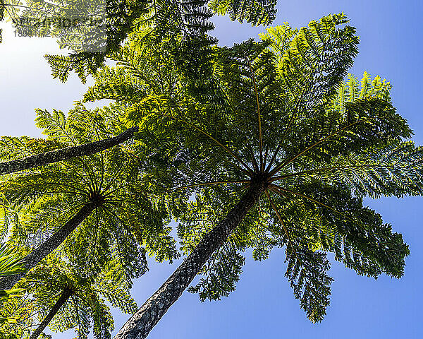 Farnbaum  Botanischer Garten  Norfolkinsel  Australien  Pazifik