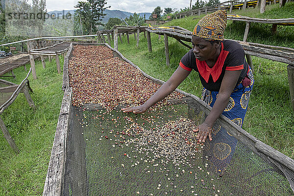 Abakundakawa Coffee Grower's Cooperative  Minazi Kaffee-Waschstation  Bezirk Gakenke  Ruanda  Afrika