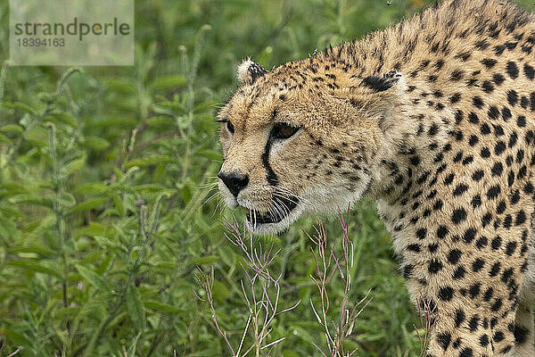 Gepard (Acinonyx jubatus)  Ndutu-Schutzgebiet  Serengeti  Tansania  Ostafrika  Afrika