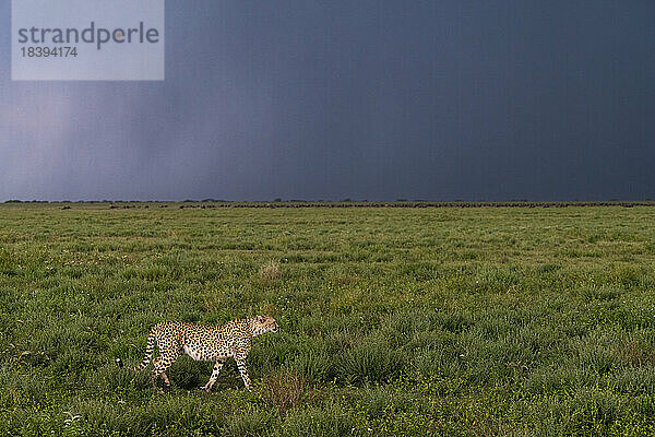 Gepard (Acinonyx jubatus) beim Wandern  Ndutu-Schutzgebiet  Serengeti  Tansania  Ostafrika  Afrika