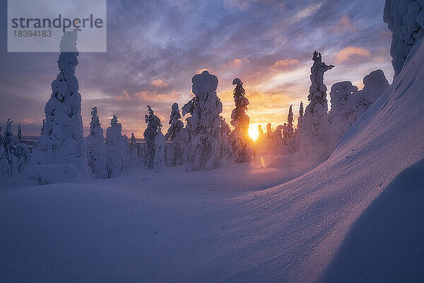 Himmel bei Sonnenuntergang über gefrorenen  schneebedeckten Fichten  Riisitunturi-Nationalpark  Posio  Lappland  Finnland  Europa