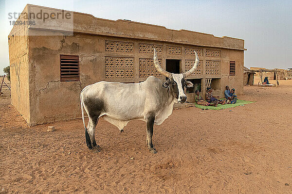 Stier vor dem Haupthaus eines Dorfes in einer ländlichen Gegend im Norden Senegals  Westafrika  Afrika