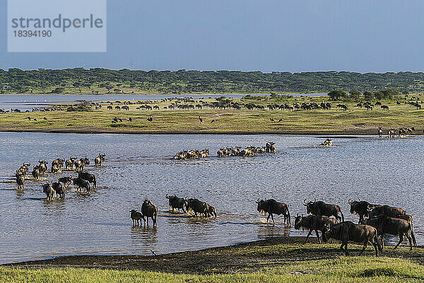 Streifengnu (Connochaetes taurinus) beim Überqueren des Ndutu-Sees  Ndutu-Schutzgebiet  Serengeti  Tansania  Ostafrika  Afrika