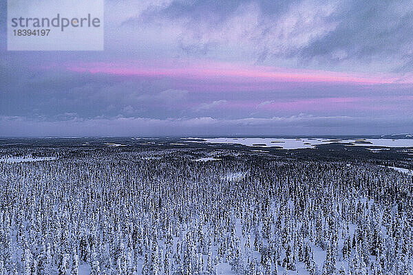 Luftaufnahme des arktischen Schneewalds bei Sonnenuntergang  Riisitunturi-Nationalpark  Posio  Lappland  Finnland  Europa