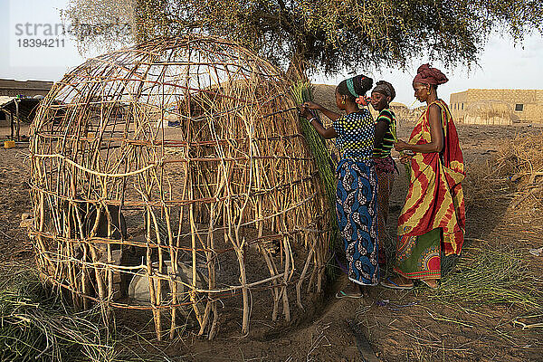 Peul-Frauen beim Bau einer Hütte in einem Peul-Dorf im Norden Senegals  Westafrika  Afrika