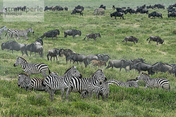 Streifengnu (Connochaetes taurinus) und Zebra (Equus quagga) gehen im hohen Gras  Serengeti  Tansania  Ostafrika  Afrika