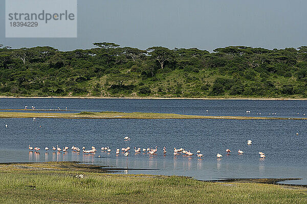 Große Flamingos (Phoenicopterus roseus) beim Fressen am Ndutu-See  Ndutu-Schutzgebiet  Serengeti  Tansania  Ostafrika  Afrika