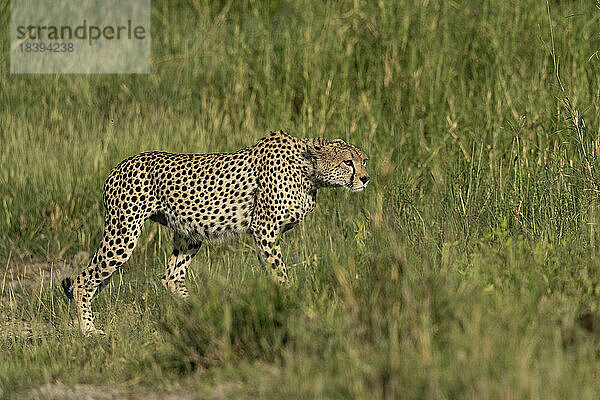 Gepard (Acinonyx jubatus) beim Wandern  Ndutu-Schutzgebiet  Serengeti  Tansania  Ostafrika  Afrika
