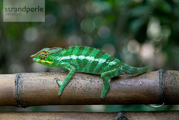 Pantherchamäleon (Furcifer pardalis) auf der Insel Nosy Komba  Nordwest-Madagaskar  Indischer Ozean  Afrika