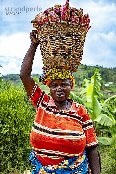 Frau trägt einen Korb mit Süßkartoffeln auf dem Kopf im Westen Ruandas  Afrika