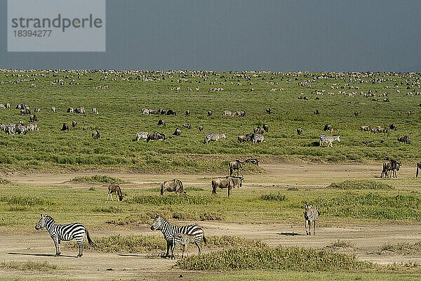 Gnus (Connochaetes taurinus) und Zebras (Equus quagga) grasen  Ndutu Conservation Area  Serengeti  Tansania  Ostafrika  Afrika
