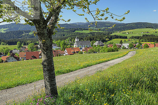 Blick von Breitnau auf den Feldberg  Schwarzwald  Baden-Württemberg  Deutschland  Europa