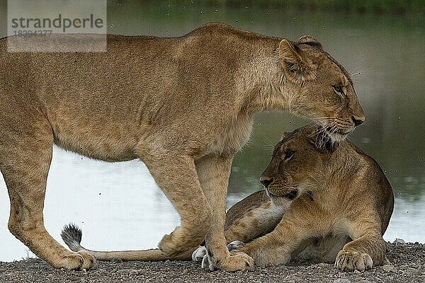 Löwin (Panthera leo)  Ndutu-Schutzgebiet  Serengeti  Tansania  Ostafrika  Afrika