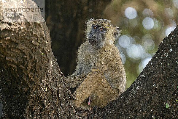 Olivpavian (Papio anubis)  Lake Manyara National Park  Tansania  Ostafrika  Afrika