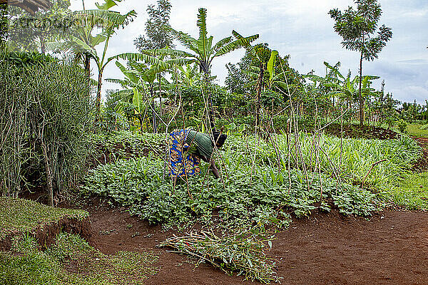 Frau bei der Arbeit in einem Gemüsegarten in der Provinz Huye im Süden Ruandas  Afrika