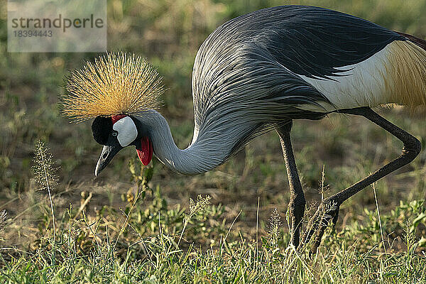 Grauer Kronenkranich (Balearica regulorum)  Lake Manyara National Park  Tansania  Ostafrika  Afrika