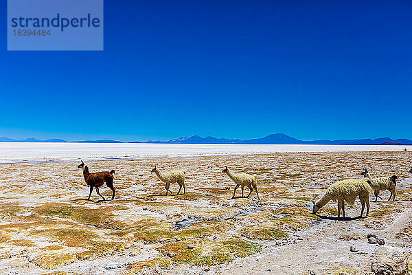 Alpaka in den Uyuni-Salzwiesen  Bolivien  Südamerika
