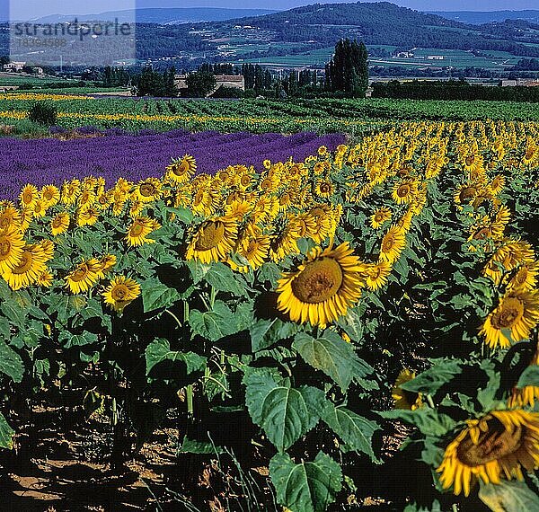 Sonnenblumen und Lavendelfelder  Provence  Frankreichr