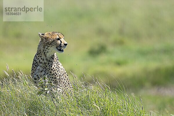 Gepard (Acinonyx jubatus)  sitzt im Gras  Serengeti Nationalpark  Tansania  Afrika