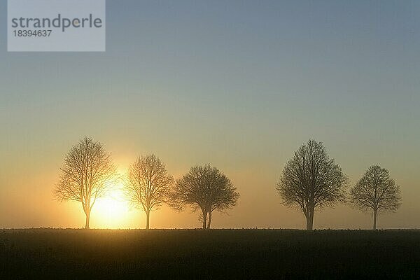 Laubbäume im Nebel bei Sonnenaufgang  Nordrhein-Westfalen  Deutschland  Europa