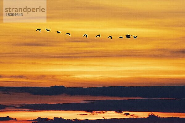 Pfeifente (Mareca penelope)  kleiner Trupp fliegt im Sonnenuntergang  Falsterbo  Provinz Skåne  Schweden  Europa