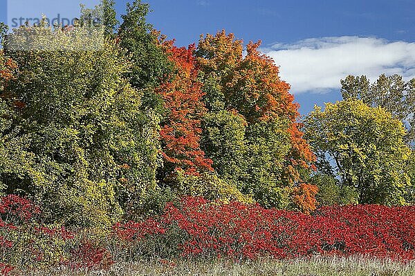 Natur  Herbst  nordamerikanische Sumachsträucher  Provinz Quebec  Kanada  Nordamerika