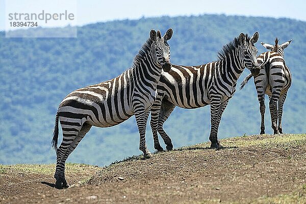 Steppenzebra (Equus quagga) oder Pferdezebra  Gruppe von 3 Tieren auf Hügel  Ngorongoro Conservation Area  Tansania  Afrika