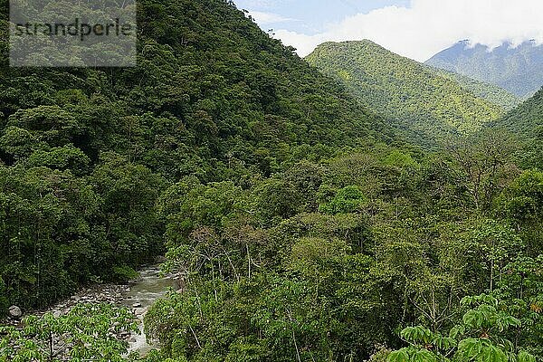 Tropische Nebelwaldlandschaft  Manú Nationalpark Peru