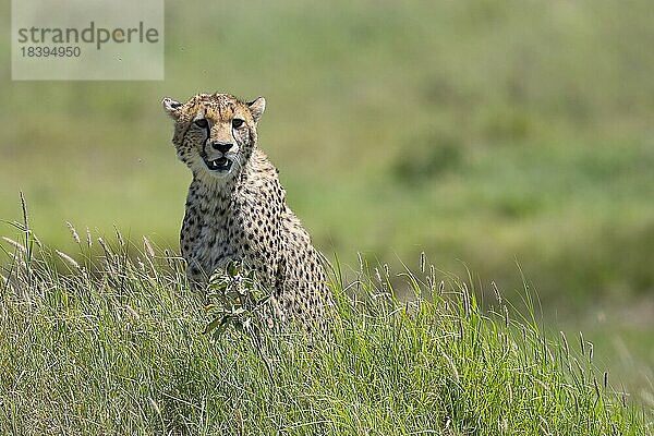 Gepard (Acinonyx jubatus)  sitzt im Gras  Serengeti Nationalpark  Tansania  Afrika