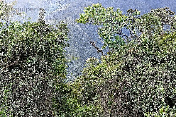 Tropische Nebelwaldlandschaft  Manú Nationalpark Peru