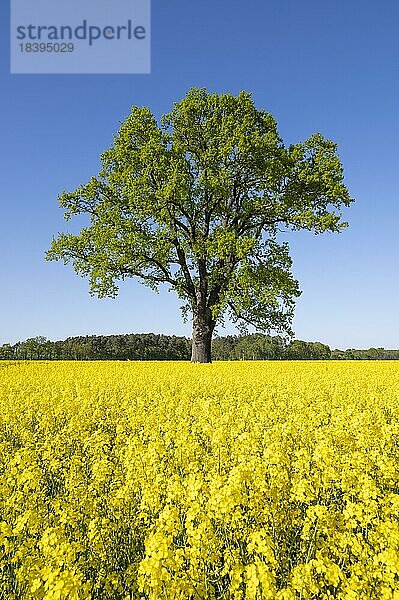 Stieleiche (Quercus robur)  Solitär steht an einem blühenden Rapsfeld (Brassica napus)  blauer Himmel  Niedersachsen  Deutschland  Europa