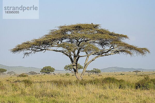 Schirmakazien (Acacia tortilis)  Serengeti Nationalpark  Tansania  Afrika
