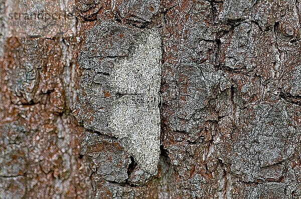 Zackenbindiger Rindenspanner (Ectropis crepuscularia)  Schmetterling  Nachtfalter  Insekt  Flügel  Baumrinde  Tarnung  Mimese  Der Zackenbindige Rindenspanner ist auf der Baumrinde aufgrund seiner Flügelzeichnung perfekt getarnt