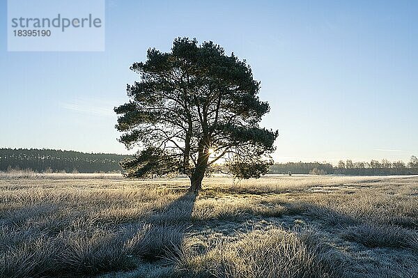 Gemeine Kiefer (Pinus sylvestris)  steht auf einer Wiese  im Gegenlicht mit Sonnenstern  Niedersachsen  Deutschland  Europa