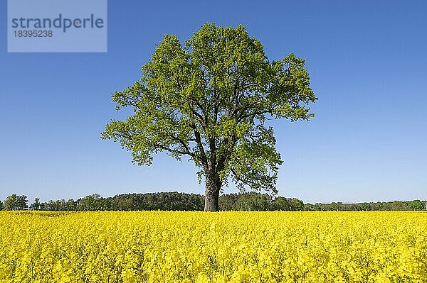 Stieleiche (Quercus robur)  Solitär steht an einem blühenden Rapsfeld (Brassica napus)  blauer Himmel  Niedersachsen  Deutschland  Europa