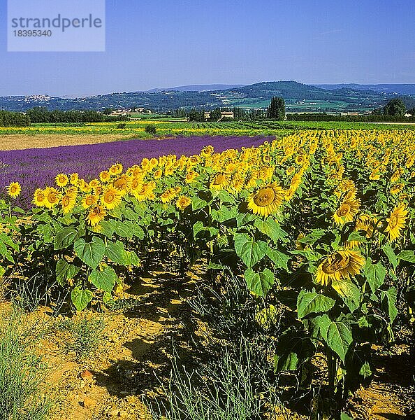 Sonnenblumen und Lavendelfelder  Provence  Frankreich  Europa