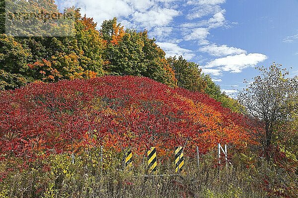 Natur  Herbst  nordamerikanische Sumachsträucher  Provinz Quebec  Kanada  Nordamerika
