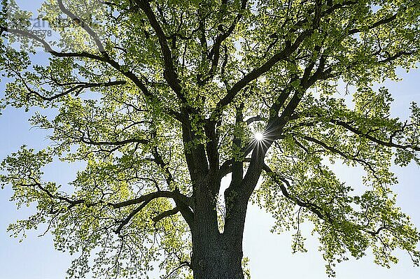 Stieleiche (Quercus robur)  Baumkrone  im Gegenlicht mit Sonnenstern  Niedersachsen  Deutschland  Europa