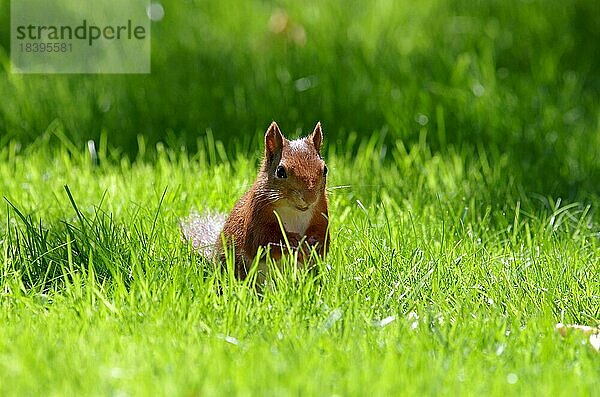 Eichhörnchen (Sciurus)  Nagetier  Kopf  Gras  draußen  Deutschland  Eine rotbraunes Eichhörnchen sitzt im Sonnenschein auf einer Wiese  Europa