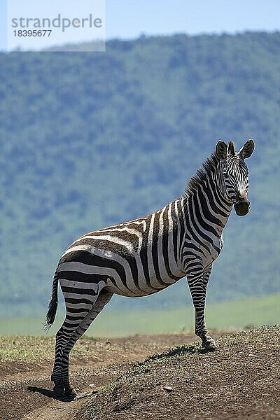 Steppenzebra (Equus quagga) oder Pferdezebra  steht auf Hügel  Ngorongoro Conservation Area  Tansania  Afrika